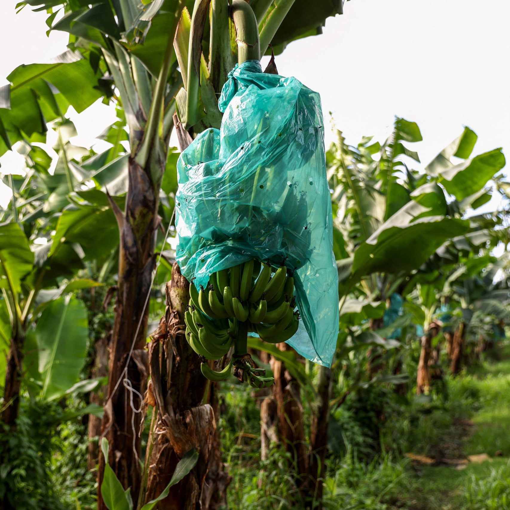 Chiquita entlässt tausende Bananenarbeiter in Panama