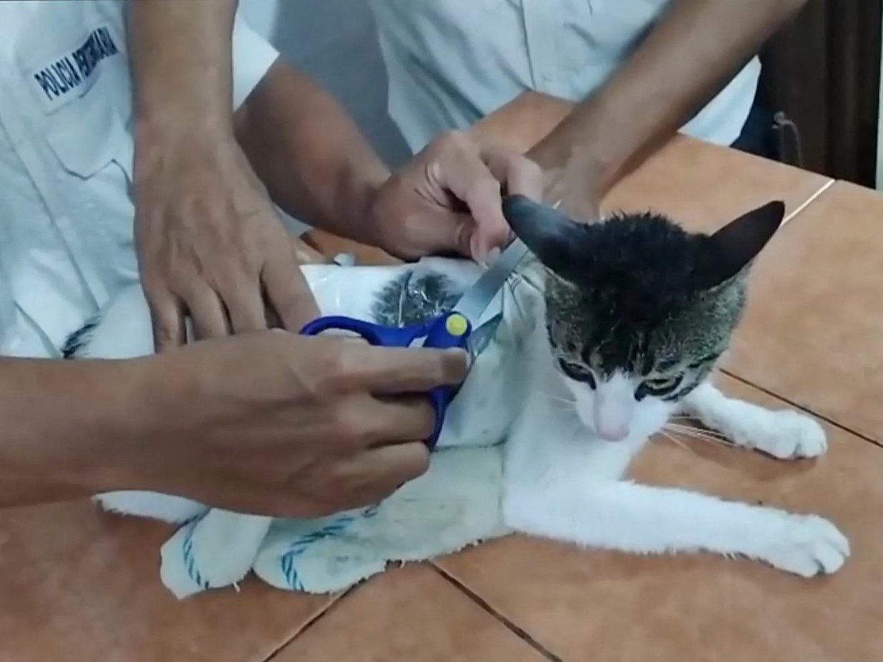 Die Katze transportierte Crack und Marihuana. Die Katze transportierte Crack und Marihuana.