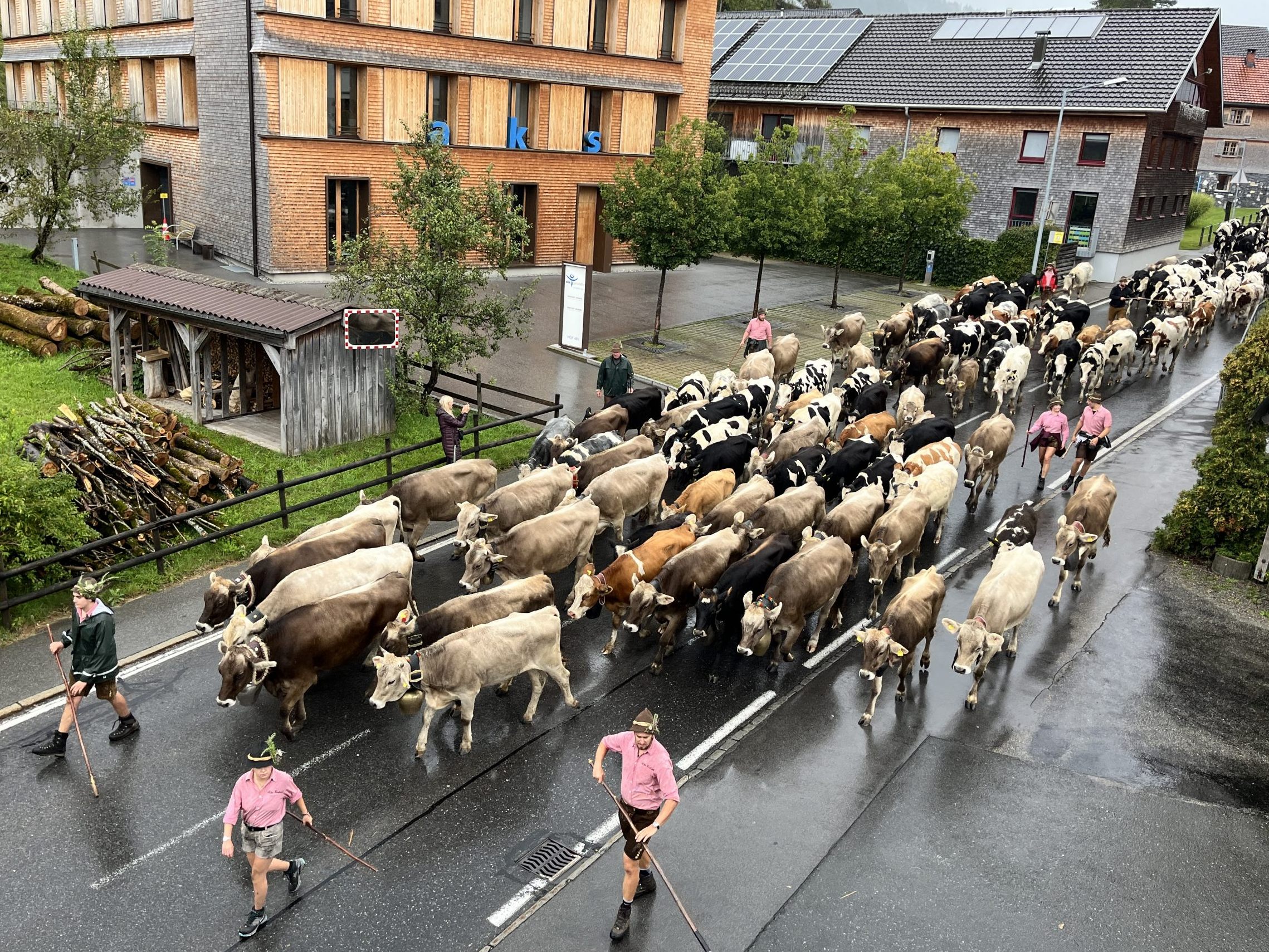 Im Bild der Alpabtrieb 2024 in Lingenau.