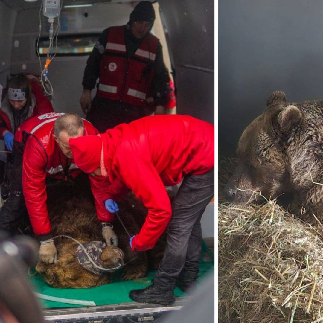 "Felix" ist gut im Bärenwald Arbesbach im Waldviertel angekommen.