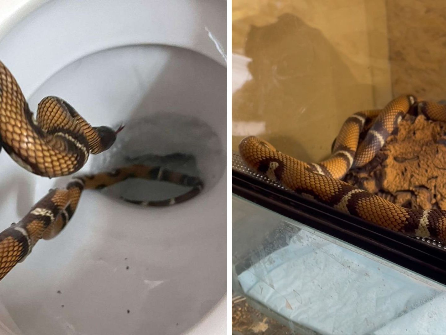 Vor zwei Jahren tauchte in einem Wiener Hotelklo eine Königsnatter auf - nun wird sie in einem Reptilienzoo untergebracht.