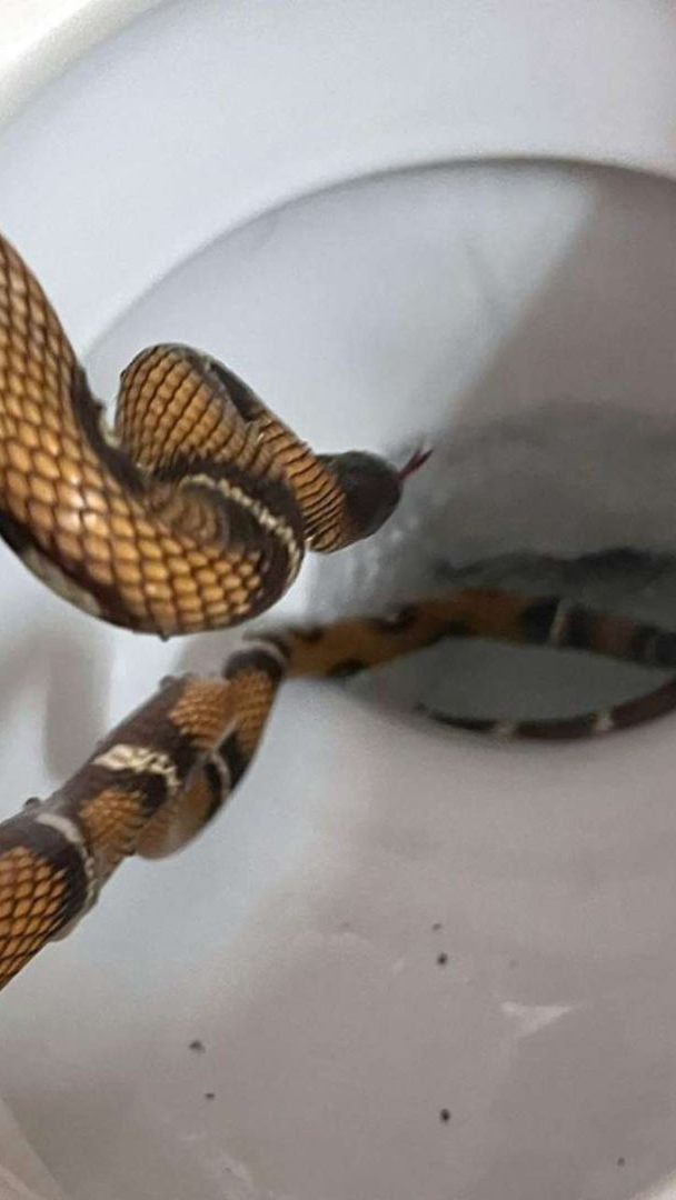 Vor zwei Jahren tauchte in einem Wiener Hotelklo eine Königsnatter auf - nun wird sie in einem Reptilienzoo untergebracht.