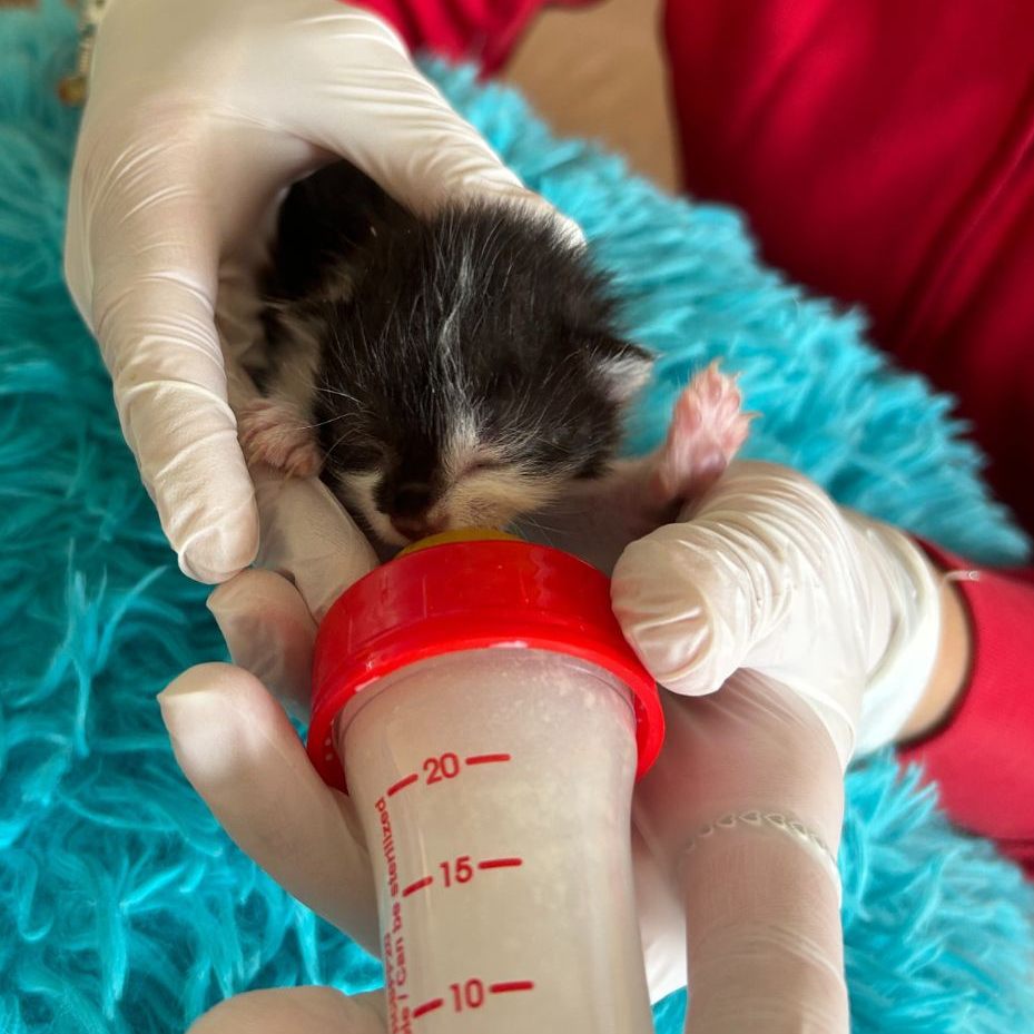 Das Tierschutzhaus in Vösendorf bei Wien sucht nach Namen für die ersten "Glückskätzchen" der Saison.