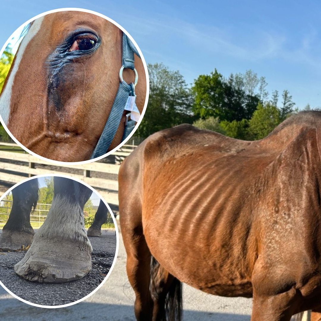 Zahlreiche Pferde auf dem Gestüt waren in einem schlechten Zustand.