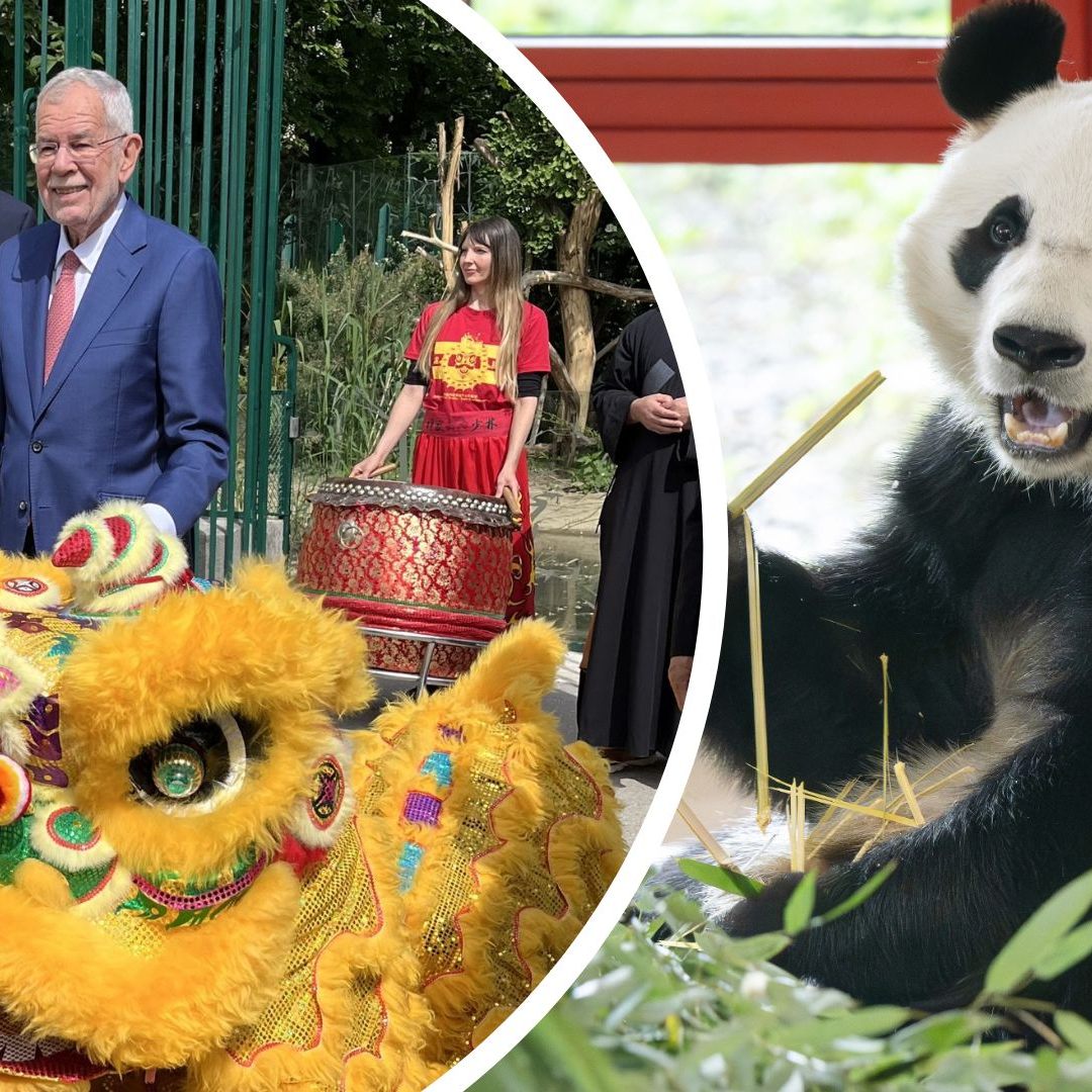 Der Wiener Tiergarten Schönbrunn hieß die Großen Pandas offiziell willkommen.