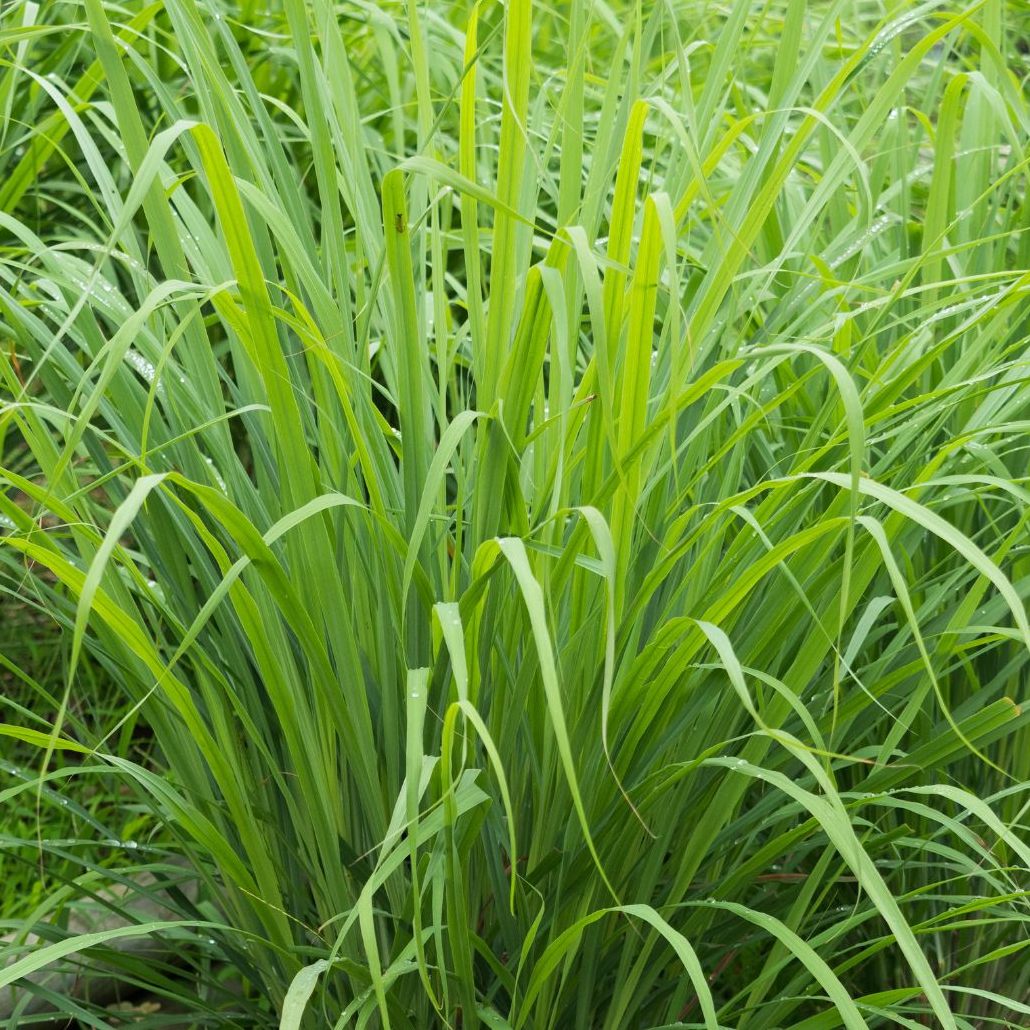 Zitronengras, Lavendel und Basilikum vertreiben Mücken auf natürliche Weise