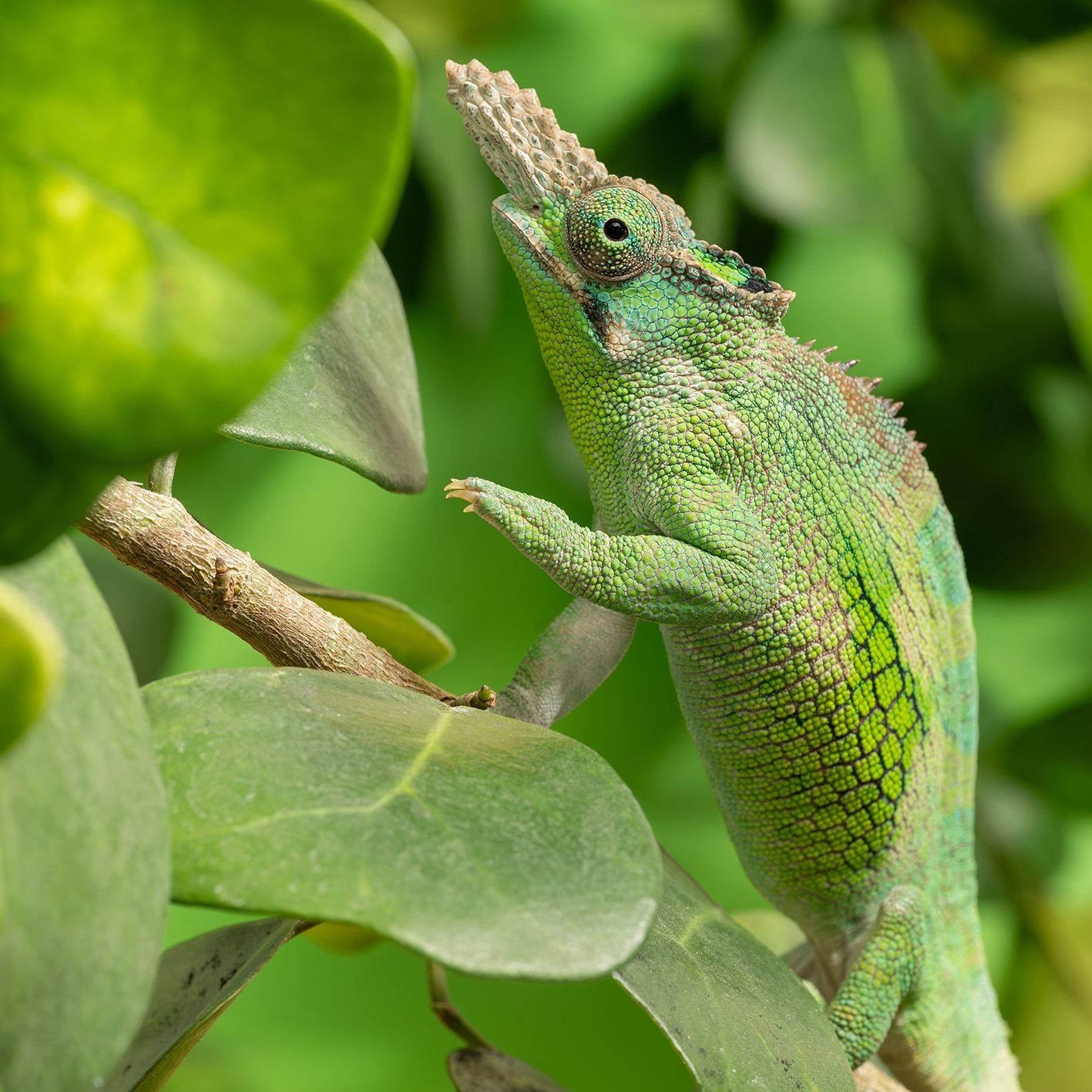 Ein Chamäleon im Tiergarten Schönbrunn in Wien.