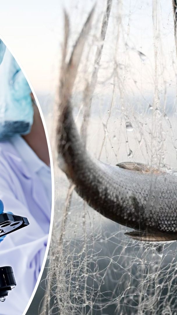 Die Ewigkeitschemikalie PFAS gewinnt an Brisanz. Auch im Bodensee wird sie regelmäßig gefunden. Der gesundheitliche Vorteil beim Verzehr von Bodenseefischen überwiegt jedoch weiterhin.