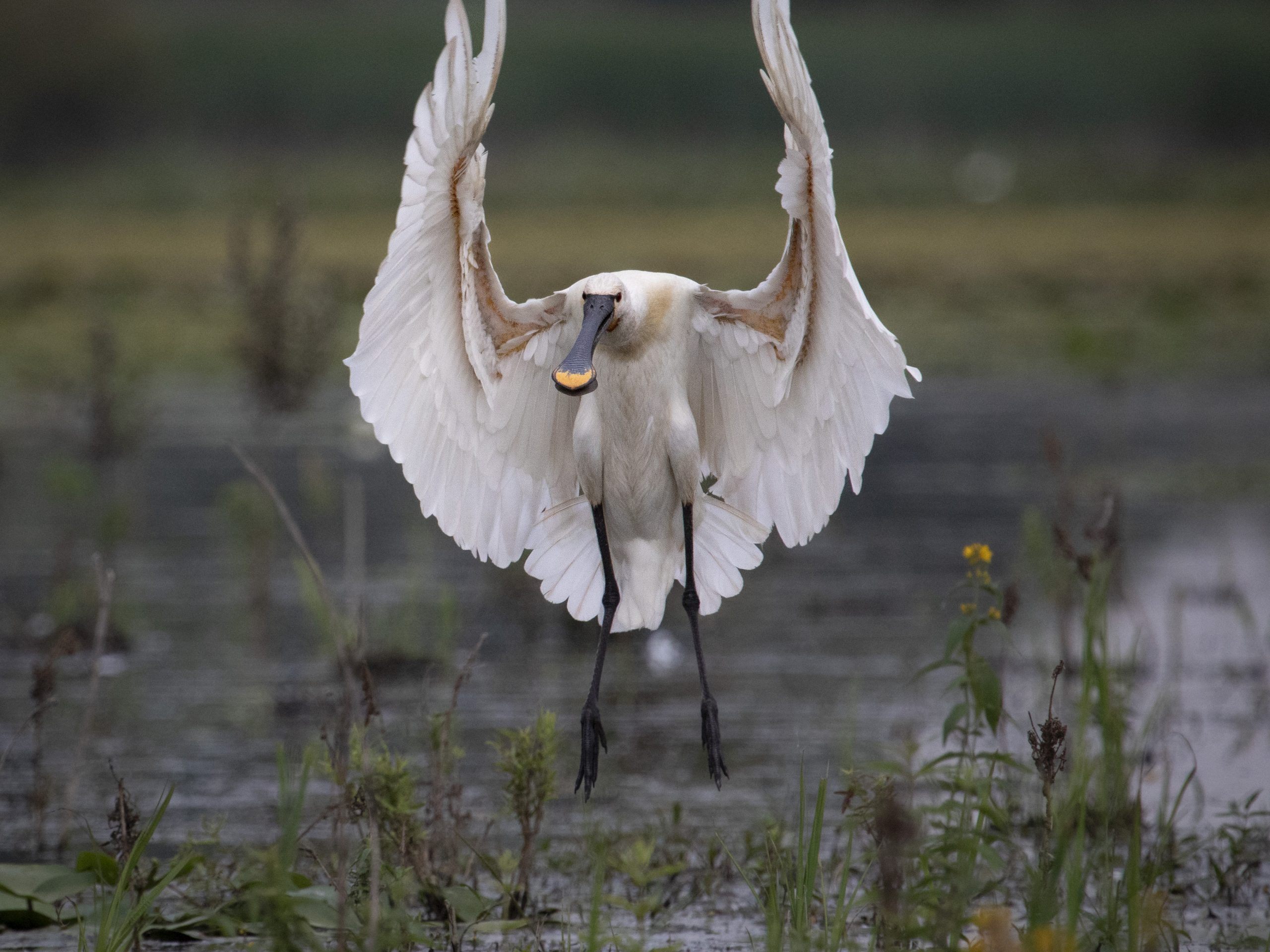 Eindrucksvolle Vogelbilder von Rainer Schallert – zu sehen ab Samstag in Raggal.