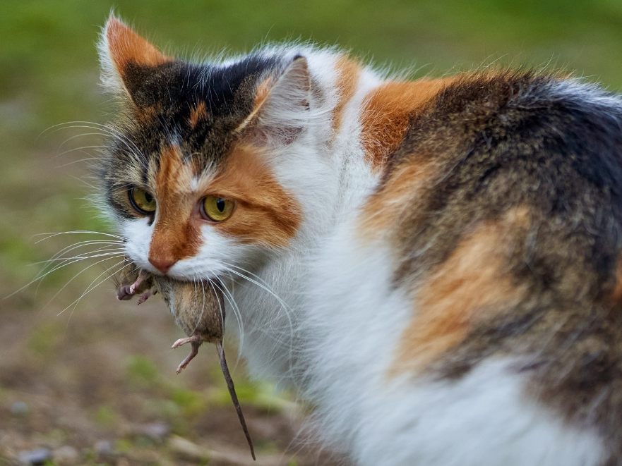 Das Projekt "Zeig mir deine Maus, Katze!" übertraf die Erwartungen. Das Projekt "Zeig mir deine Maus, Katze!" übertraf die Erwartungen.