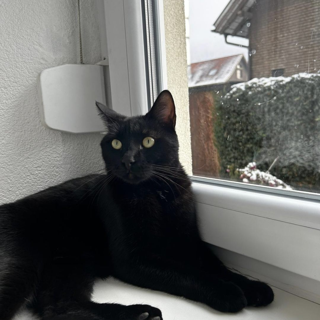 Muffy vermisst in Feldkirch