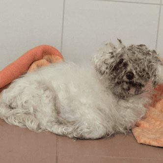 Hund Winnie wurde wie Müll entsorgt.