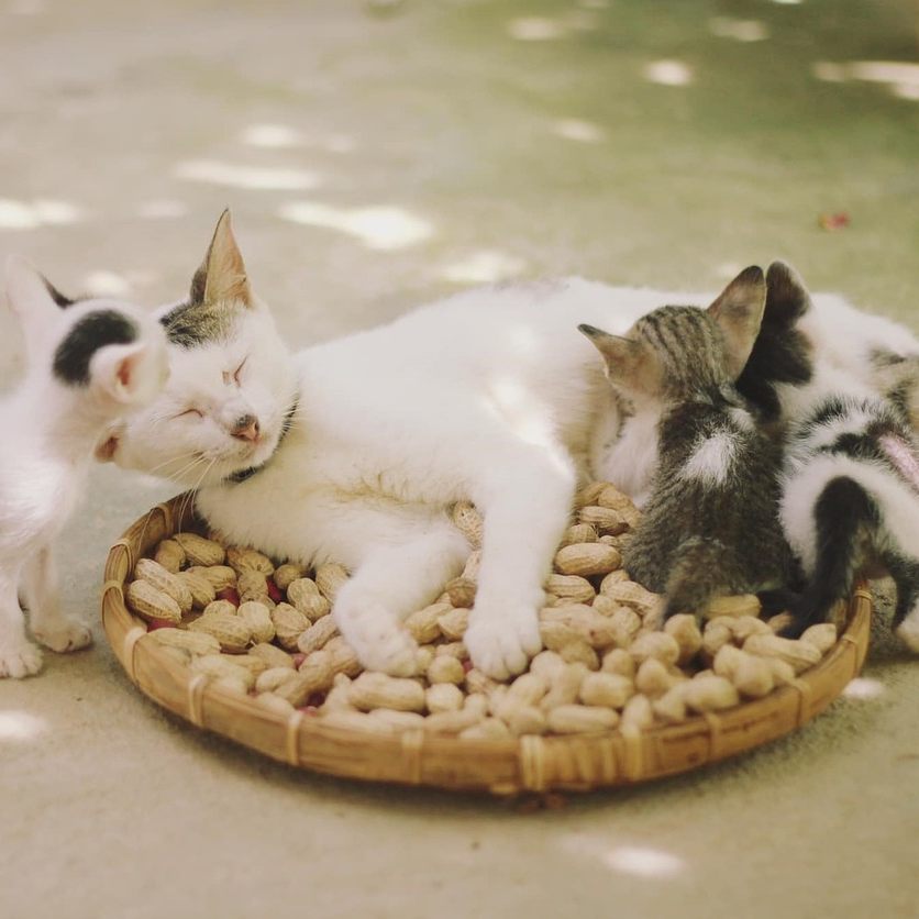 "Vier Pfoten" kritisiert Gesetzeslücke für Hobbyzüchter.