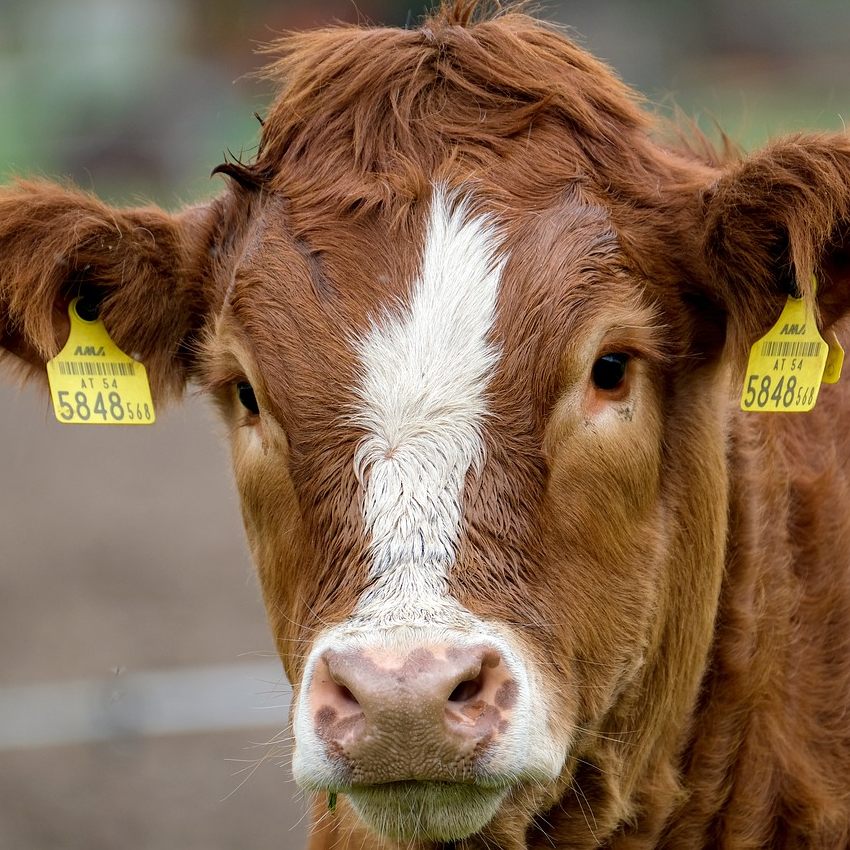 Ein MKS-Ausbruch würde einen Millionenschaden für NÖ bedeuten.