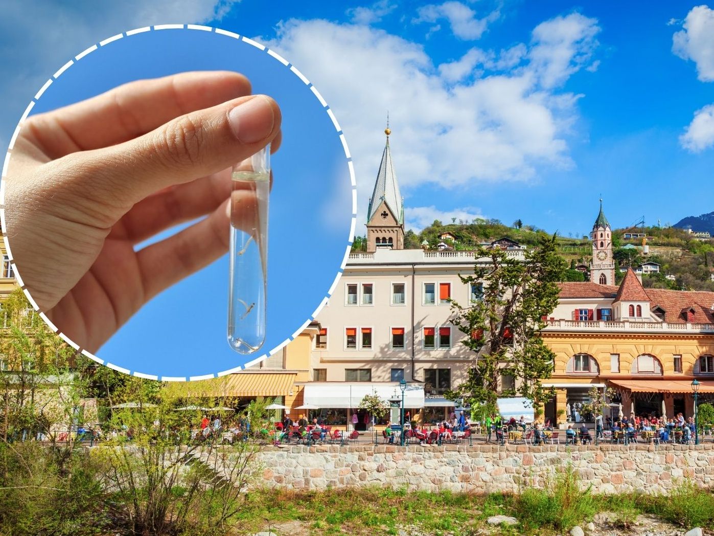 Kampf gegen Tigermücke: Diese Regeln gelten jetzt in Meran.