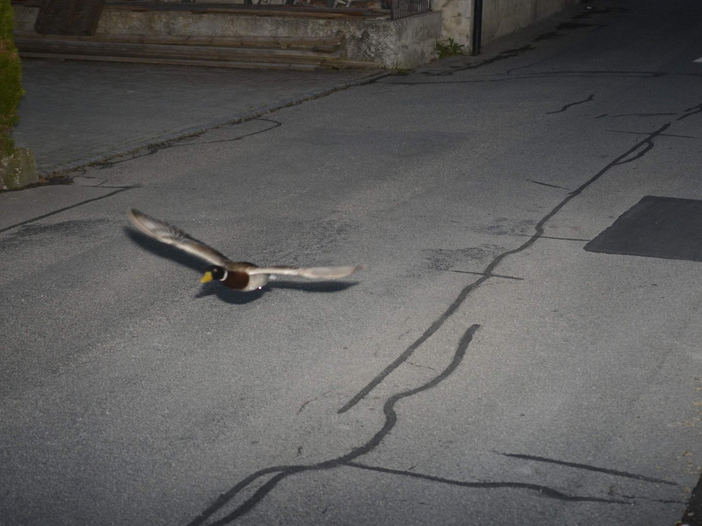 Diese Ente pfeift auf Verkehrsregeln – und zwar im Sturzflug.