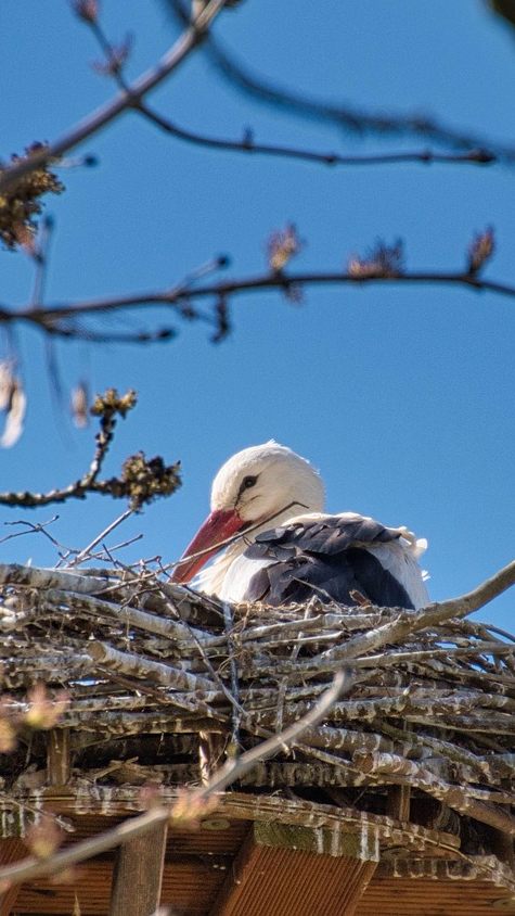 Im burgenländischen Rust sind die ersten Storchenküken geschlüpft.