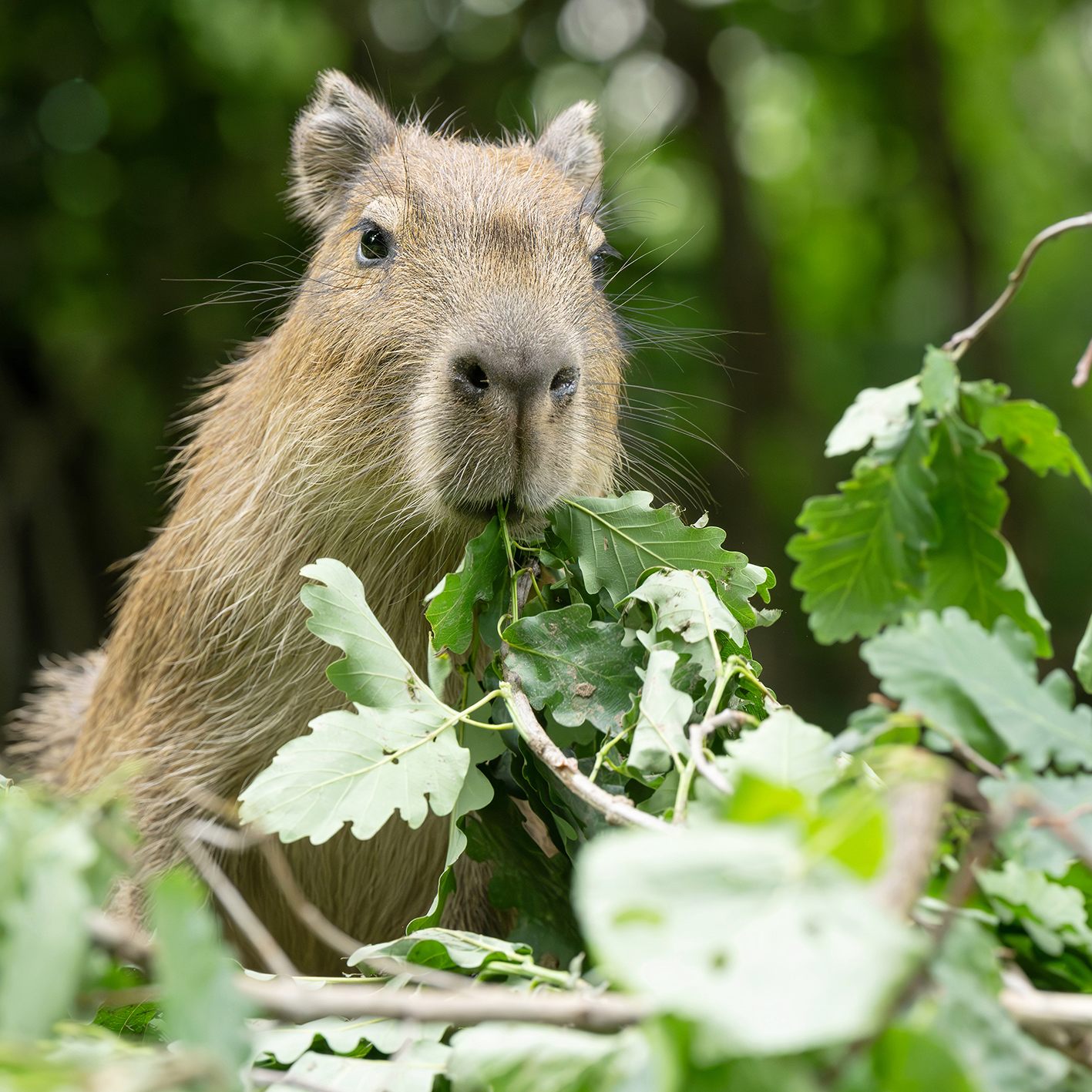Mahlzeit: Wasserschweine bekamen Futteräste.