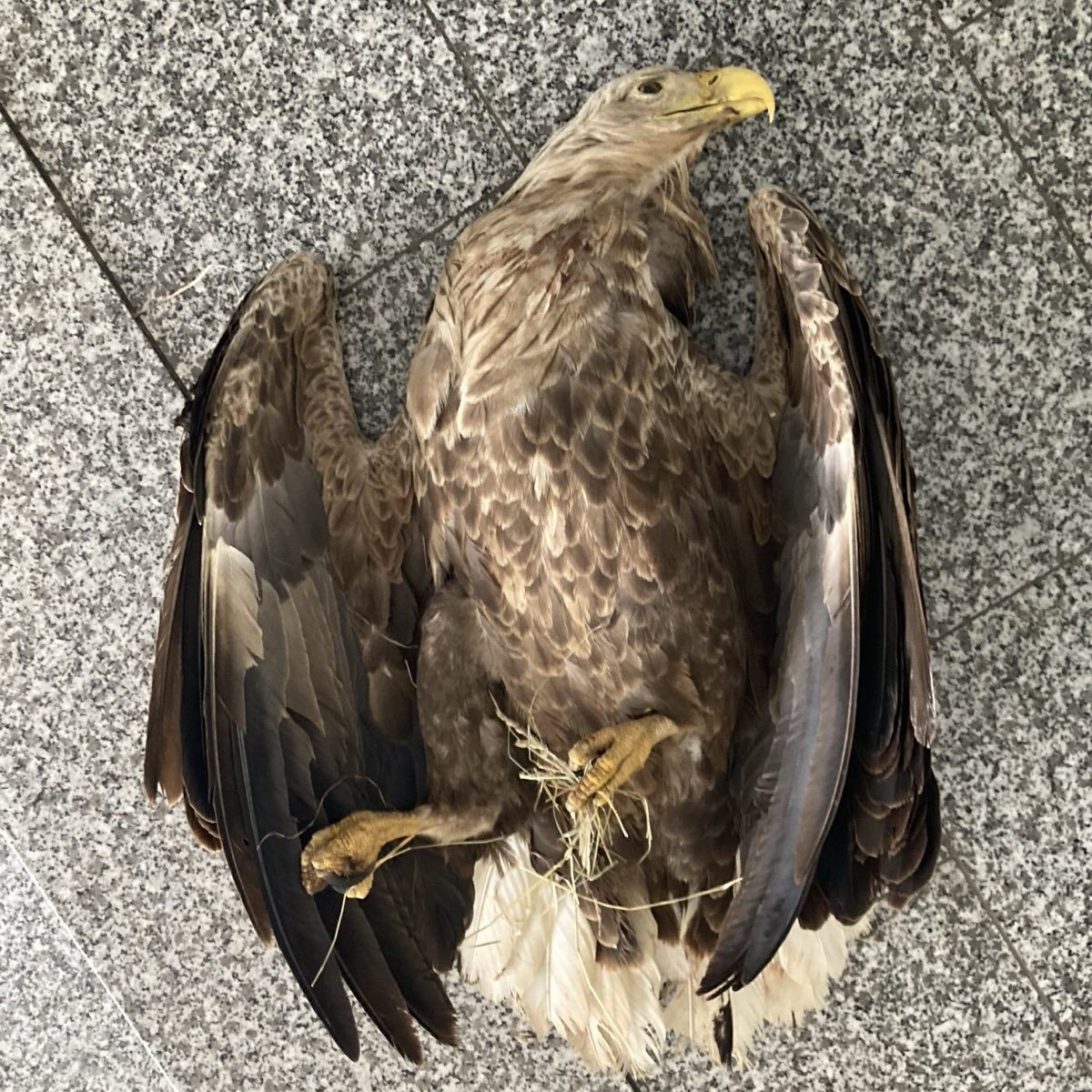 Der Greifvogel starb an Carbofuran.