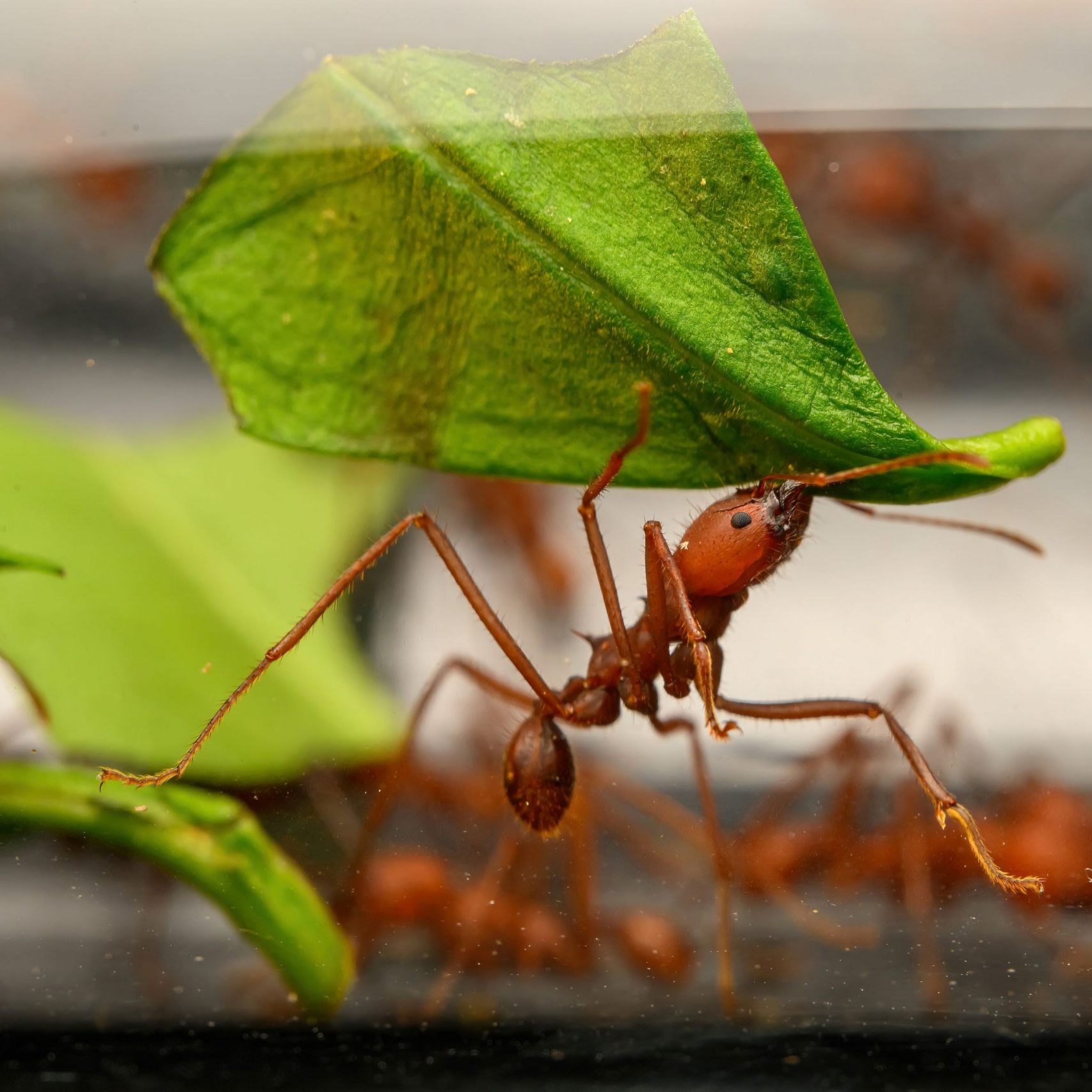 Eine Ameise und ein Stück eines Blatts.