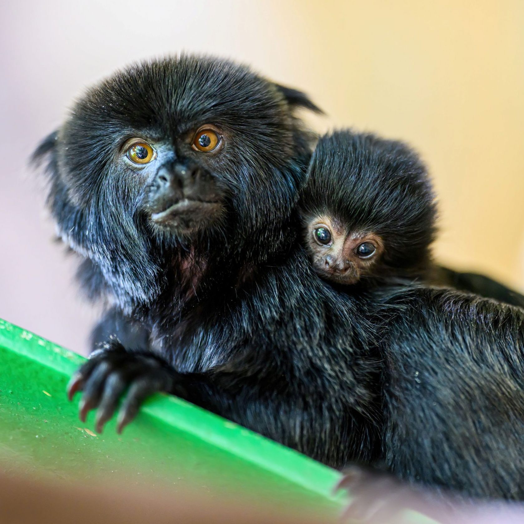 "Obwohl sie erst seit ca. 120 Jahren der Wissenschaft bekannt sind, zählen sie heute leider schon wieder zu den bedrohten Tierarten", so der Direktor des Haus des Meeres über die Springtamarine.