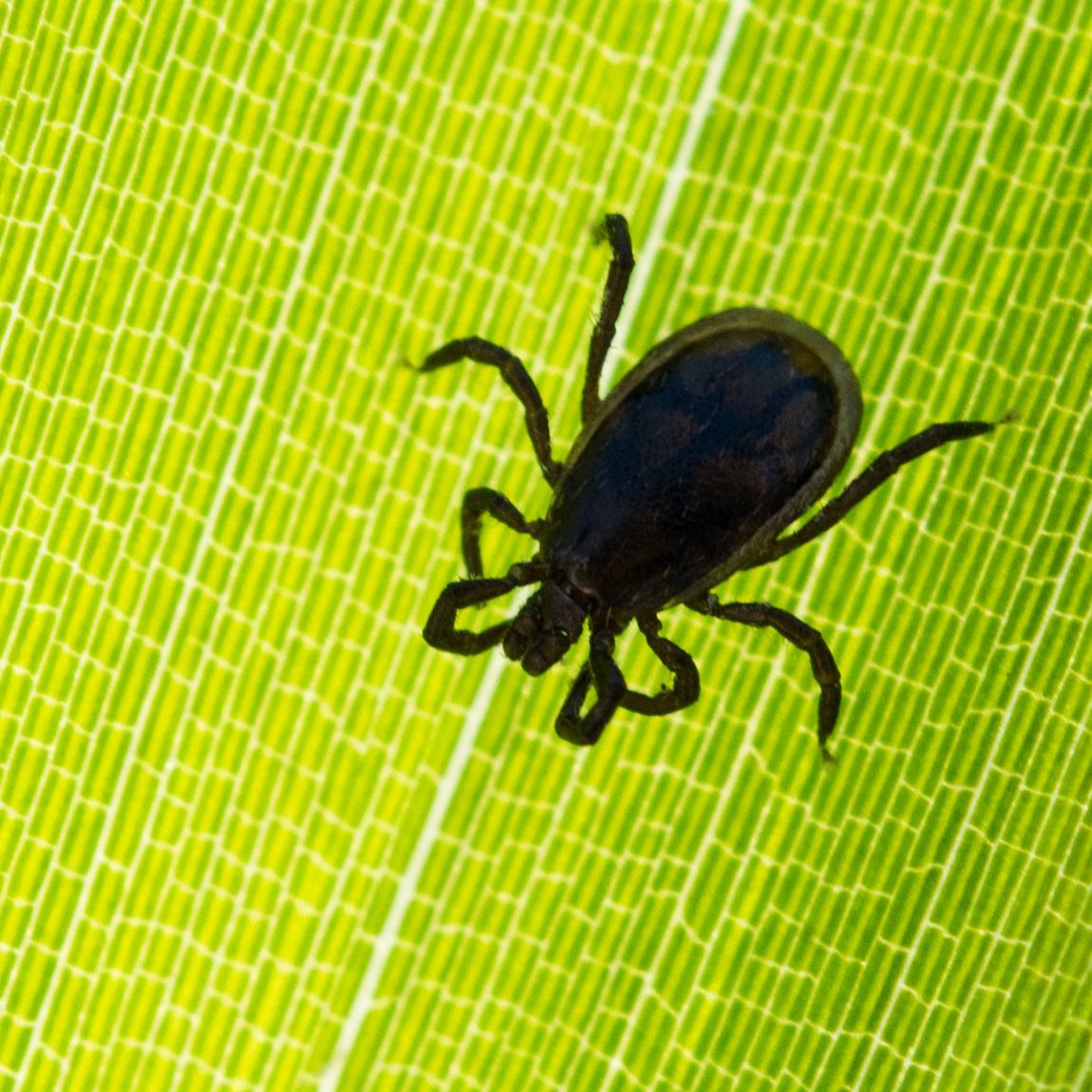 Heuer wurden bisher 25 Personen mit FSME hospitalisiert.