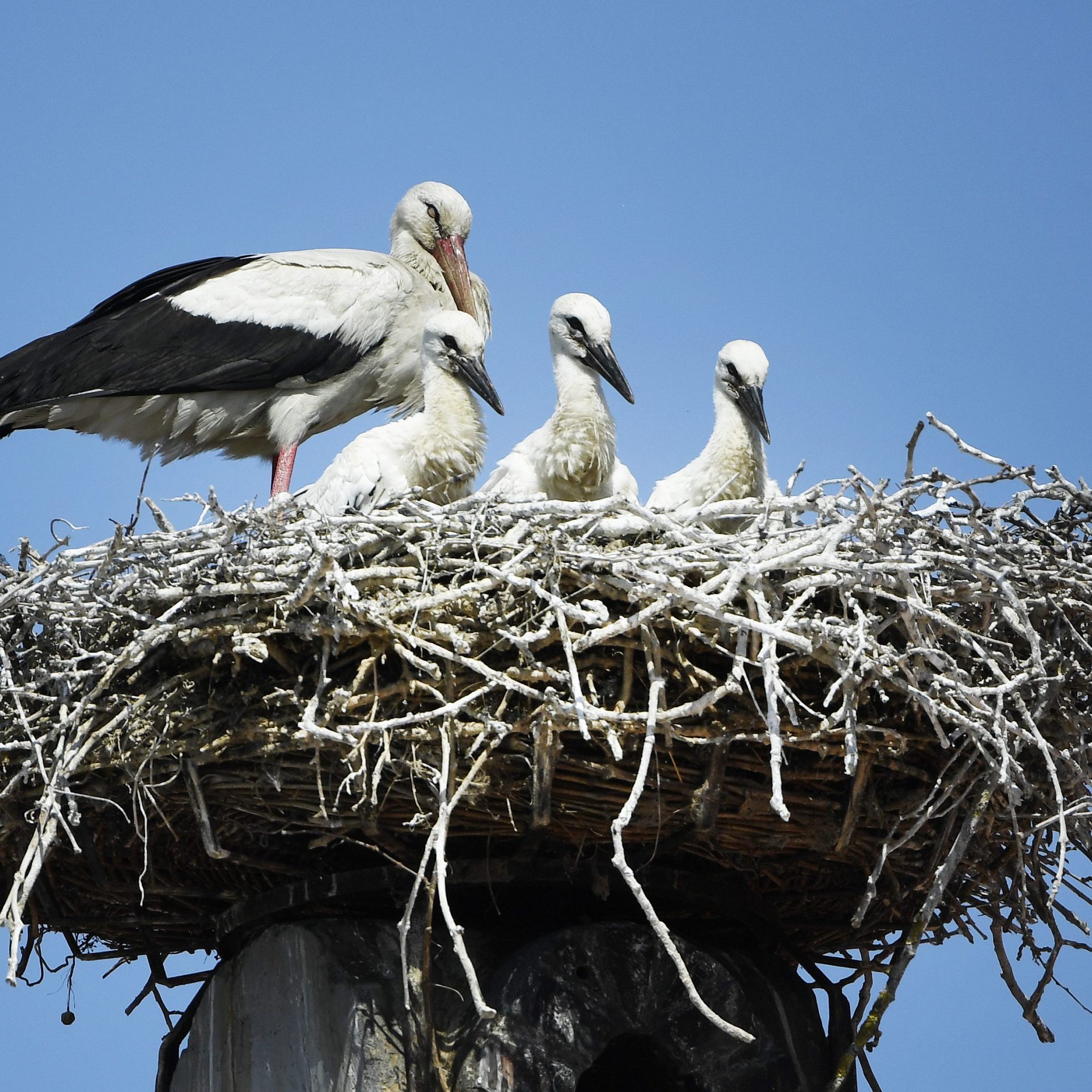 Was wäre Rust ohne seine Störche?