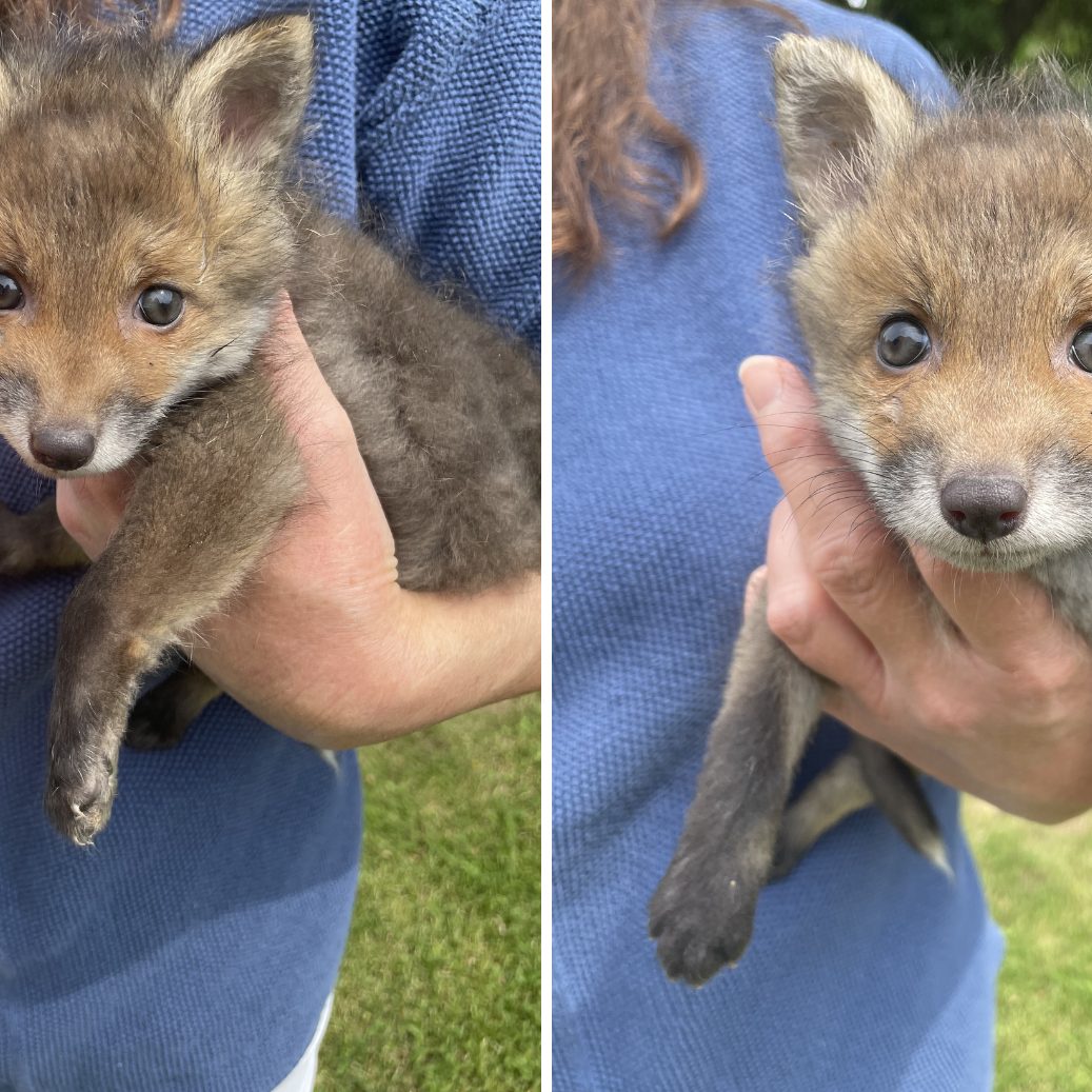 Die Fuchskinder hatten Glück im Unglück.