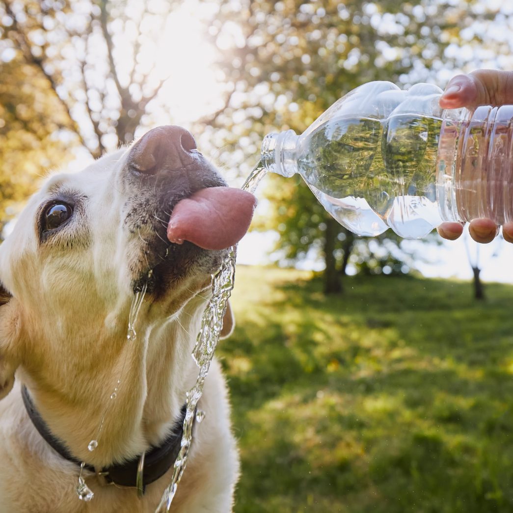 So bleibt dein Hund hydriert.