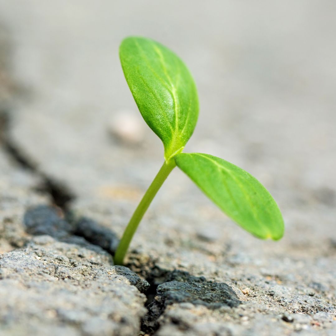 Greenpeace sucht "Österreichs 9 Betonschätze".