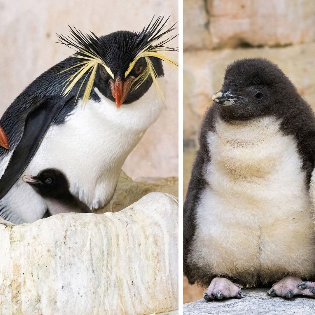Im Wiener Zoo Schönbrunn sind stark gefährdete Pinguine geschlüpft.