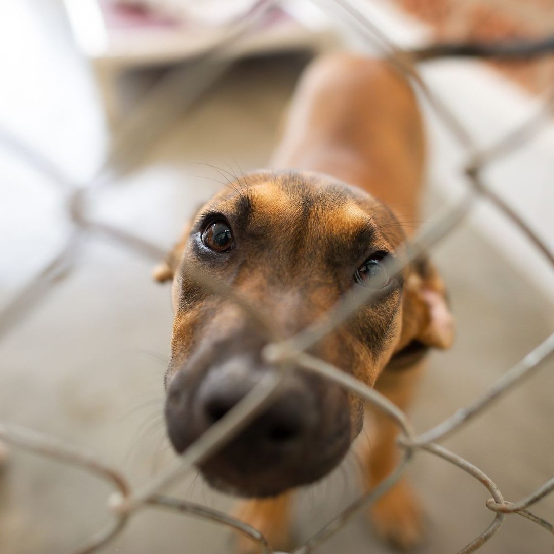 In Wien-Simmering wurden 18 Hunde in einer kleinen Wohnung gehalten - ein extremer Fall von Animal Hoarding.