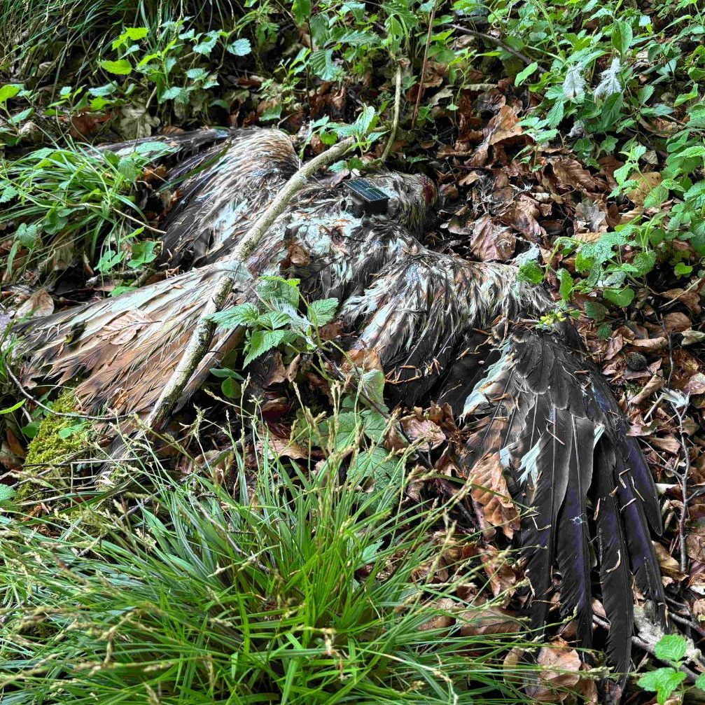 In Oberösterreich wurden erneut gezielt vergiftete Rotmilane gefunden.