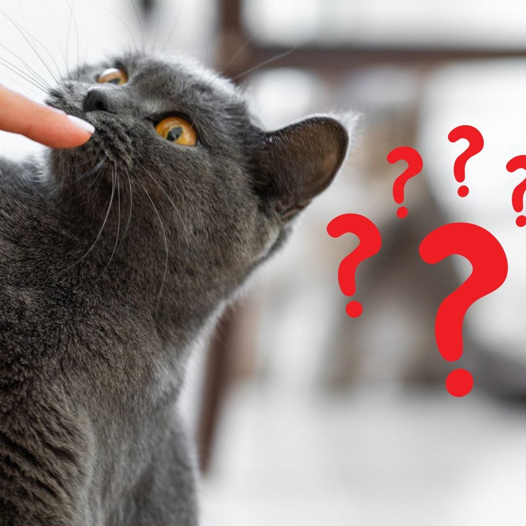 Katzen erkennen uns durch die Nase.