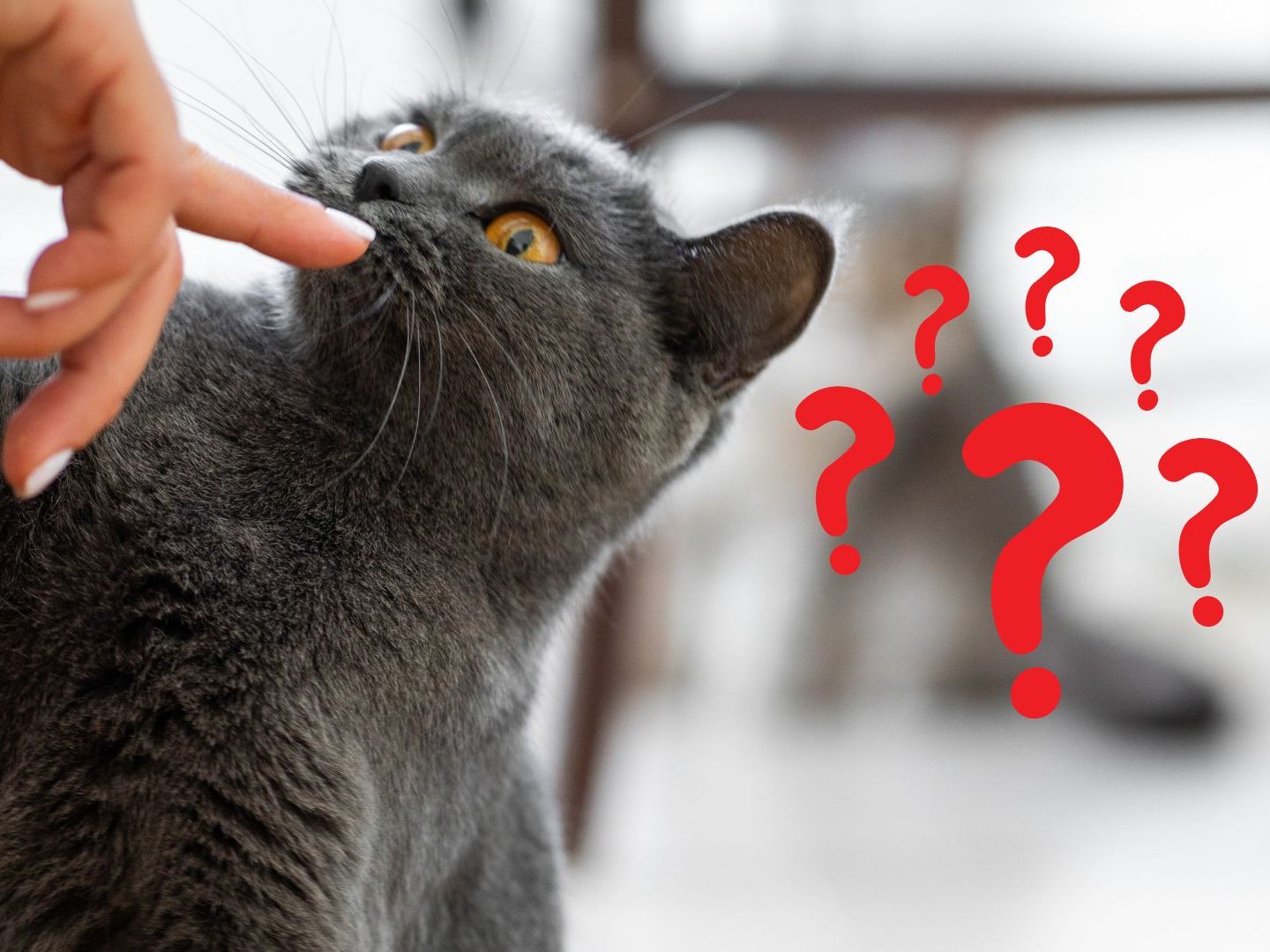 Katzen erkennen uns durch die Nase.