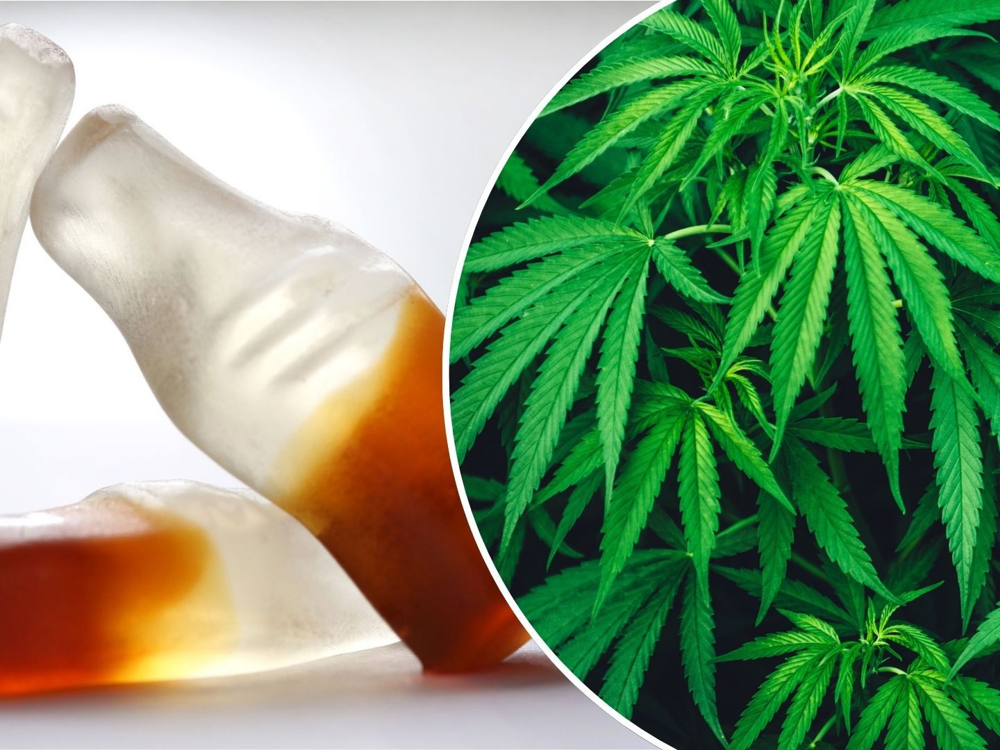 Ein Kind liegt im Koma, nach dem es Colafläschen mit Cannabis gegessen hat. Ein Kind liegt im Koma, nach dem es Colafläschen mit Cannabis gegessen hat.
