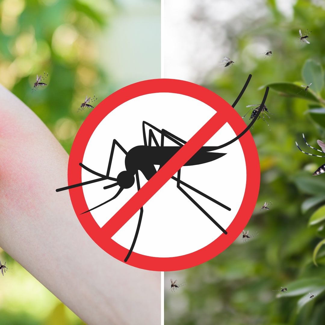 Sommerzeit ist Mückenzeit, so halten sie die lästigen Insekten fern.