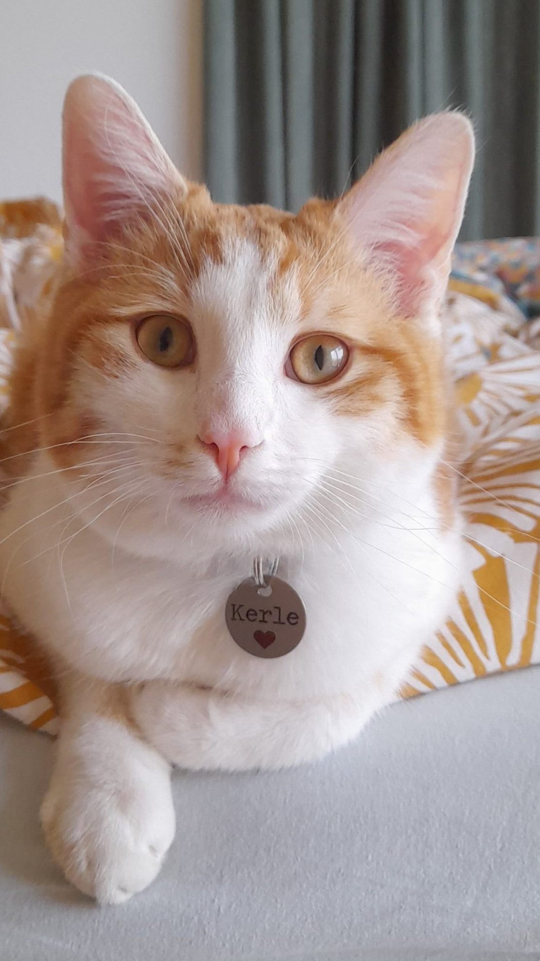 Kerle vermisst in Fußach