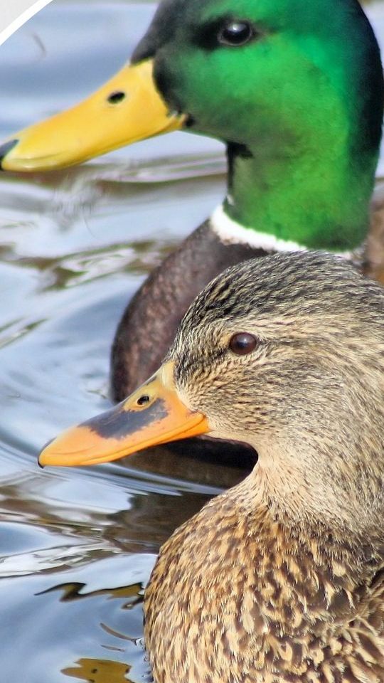 Juckreiz nach dem Schwimmen? Entenflöhe könnten die Ursache sein