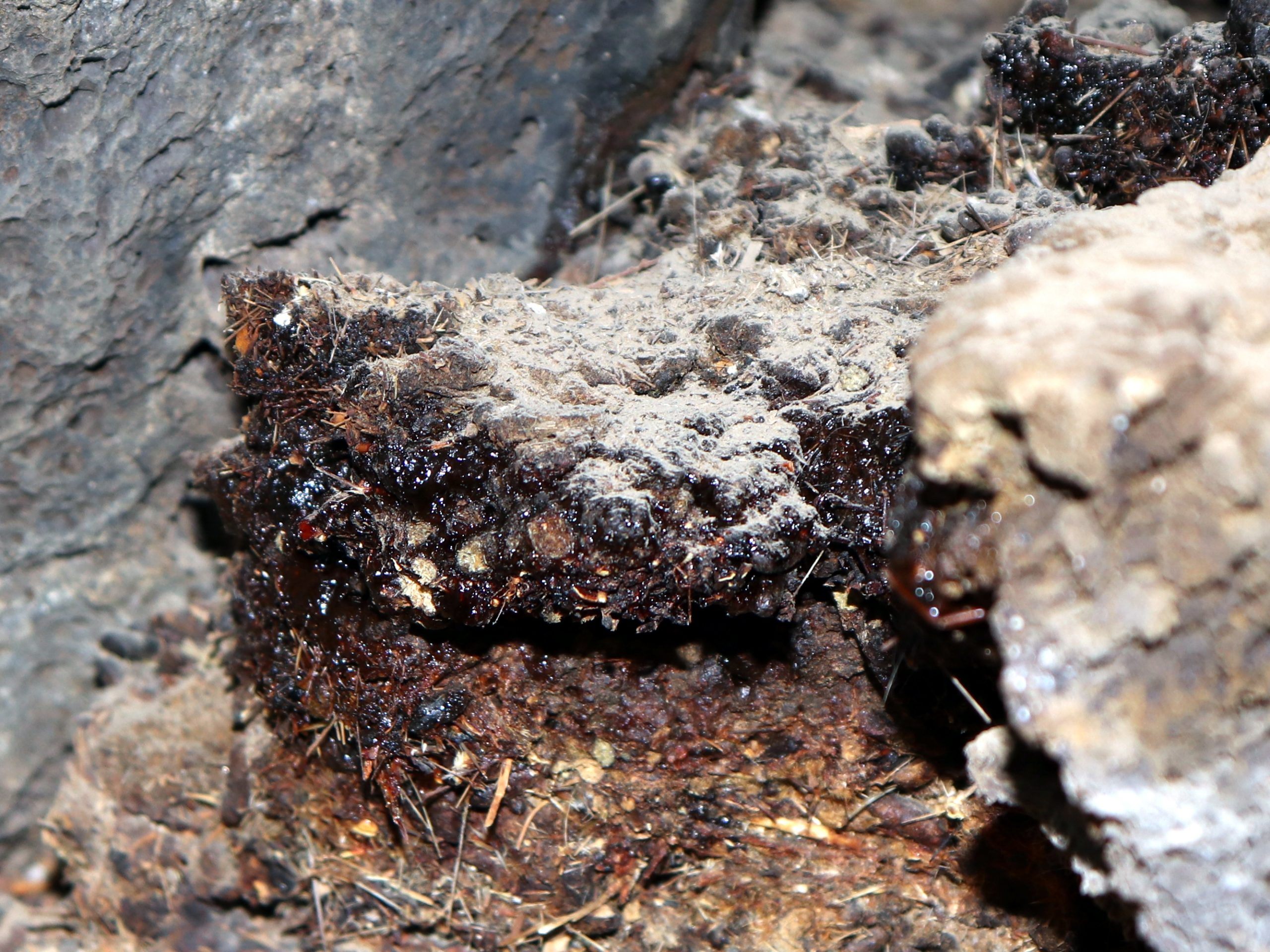 Entdecken Sie die Vorteile von Shilajit, dem Superfood aus dem Himalaya, das Zellschutz, Energie und Immunsystem stärkt. Entdecken Sie die Vorteile von Shilajit, dem Superfood aus dem Himalaya, das Zellschutz, Energie und Immunsystem stärkt.