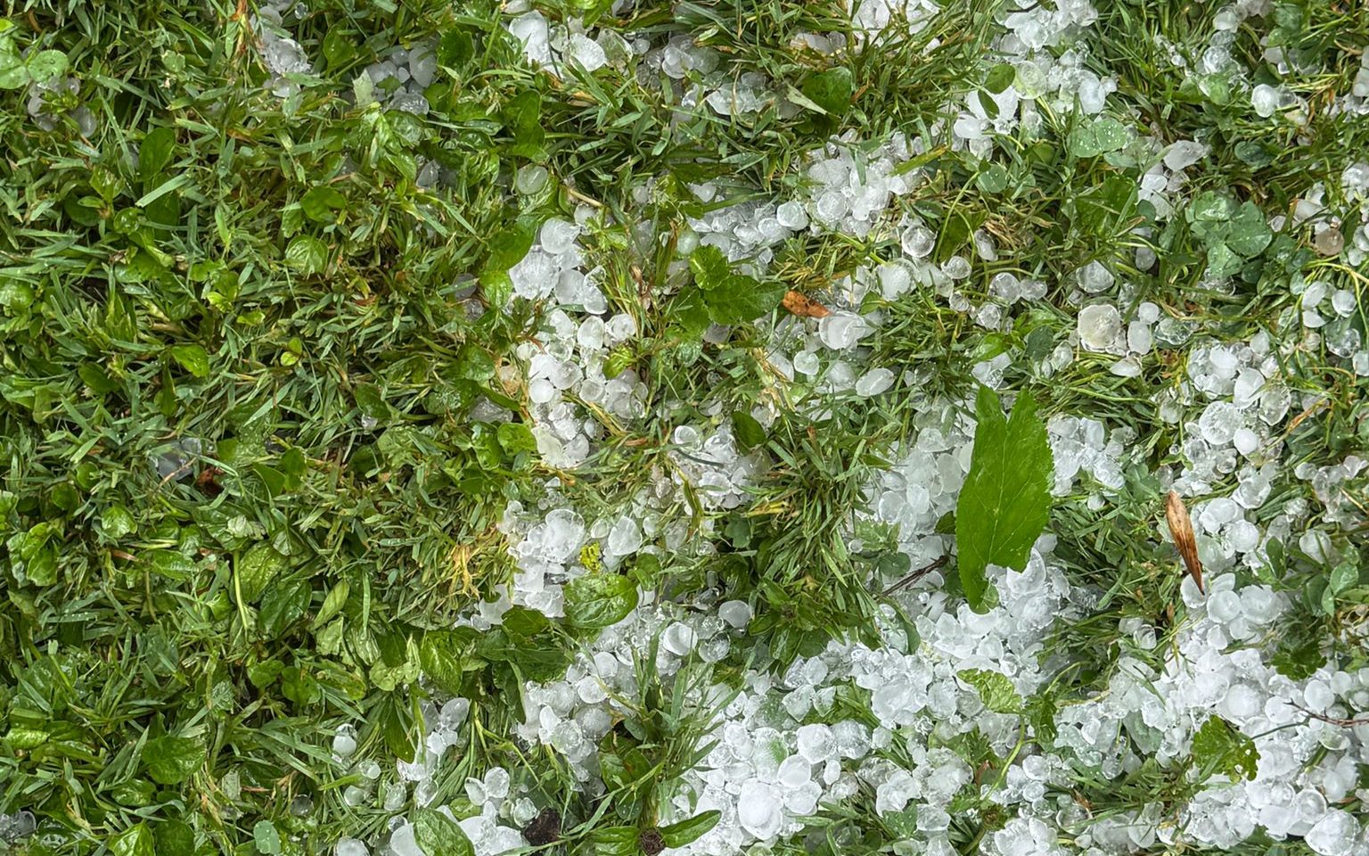 Auch Hagel verwüstete ihren Garten. Auch Hagel verwüstete ihren Garten.