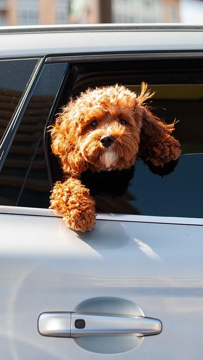Für Hunde besteht in heißen Autos im Sommer Lebensgefahr.