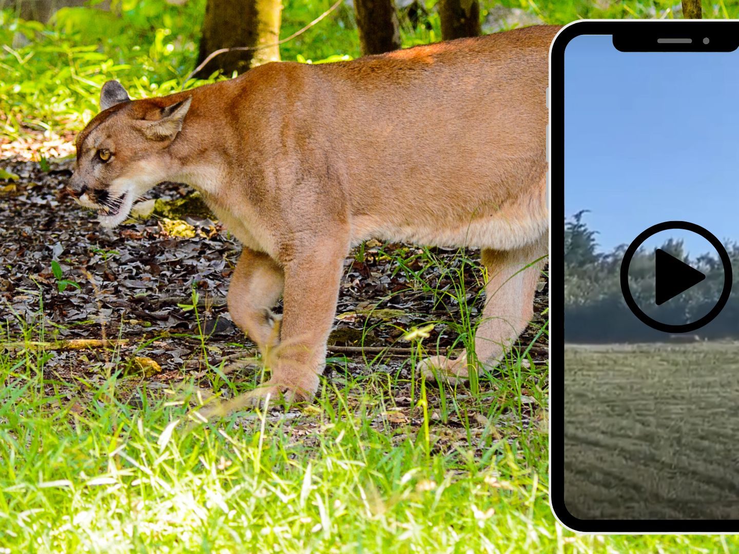 Man sei sehr sicher, dass es sich bei dem Video nicht um eine Fälschung handele, betonte die Sprecherin des Saalekreises.