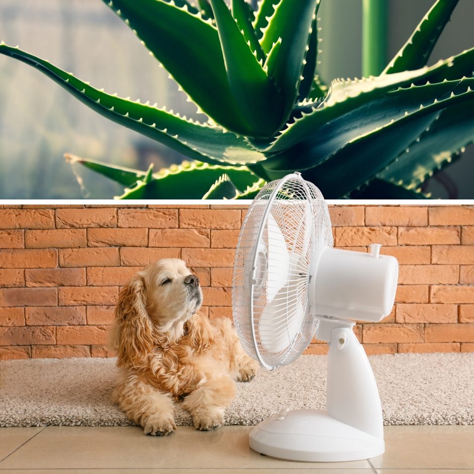 Fenster, Pflanzen, Jalousie: Kühle Räume trotz Hitze. (Symbolbild)