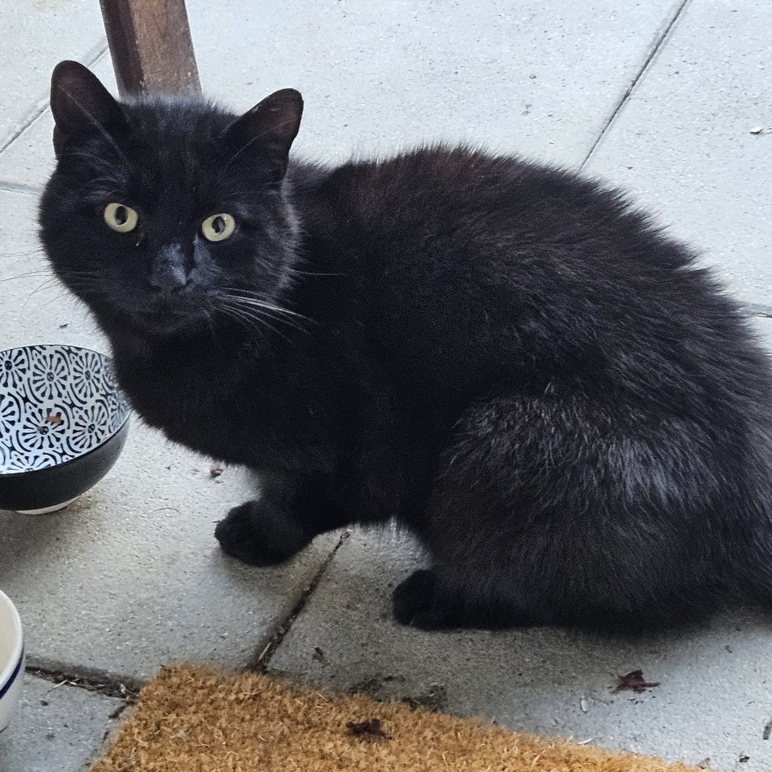 Schwarze Katze zugelaufen