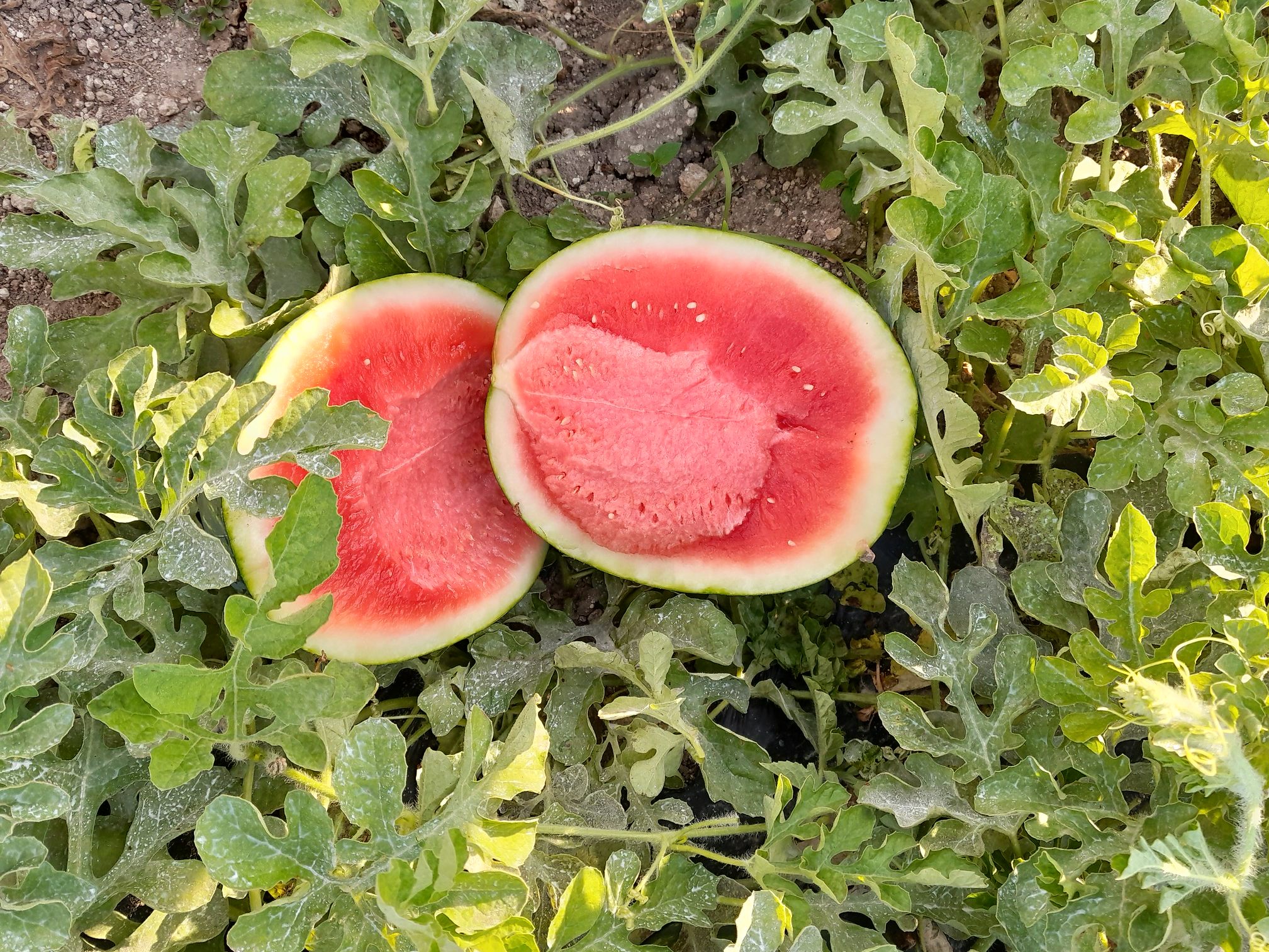 Wassermelonen schnitten im Pestizid-Check gut ab.