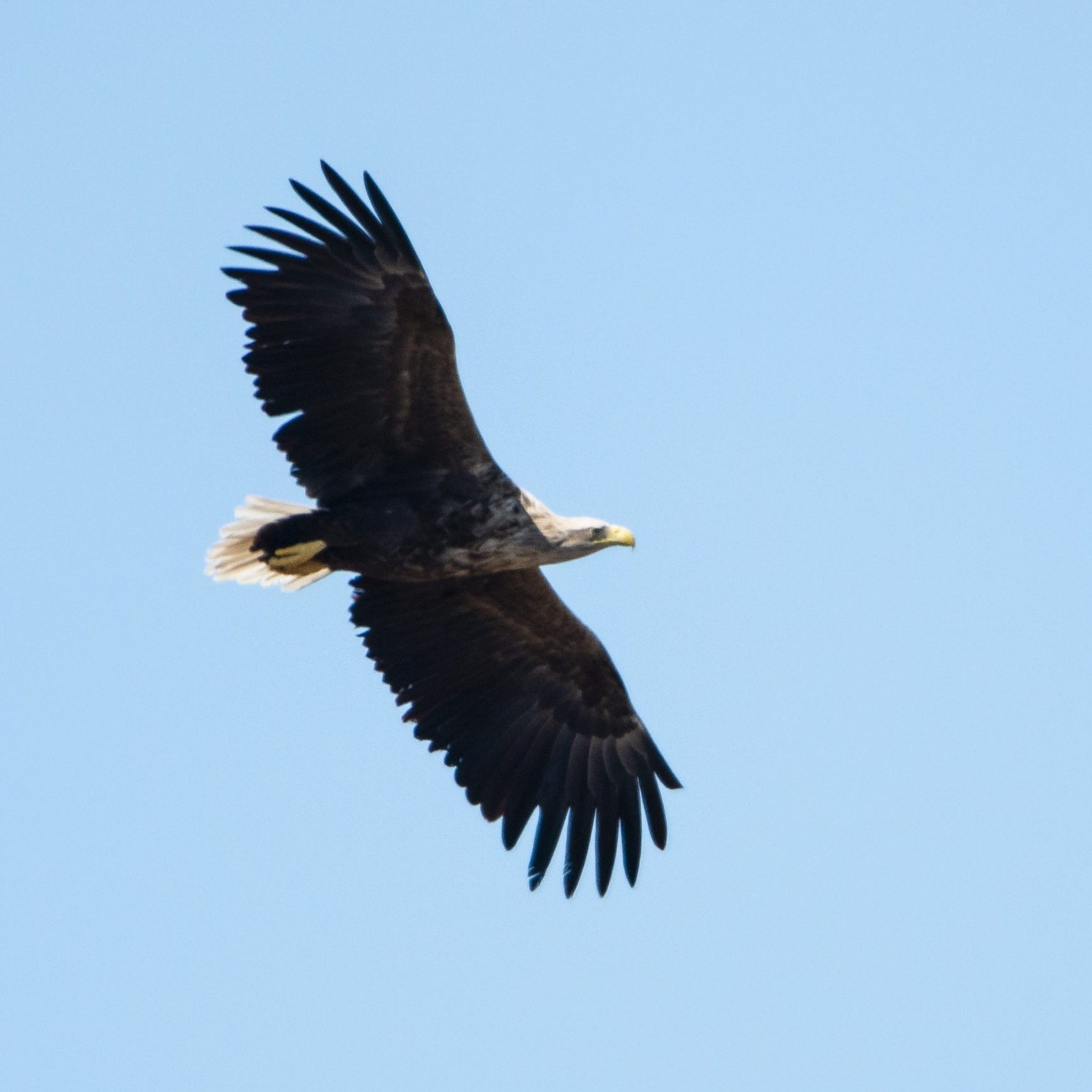 Der Seeadler "Dante" starb wegen einer Schussverletzung in Folge einer Kollision mit einem Zug.