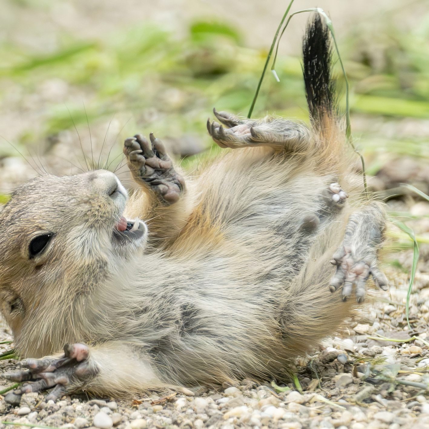 Präriehunde erblickten heuer im Tiergarten Schönbrunn das Licht der Welt.