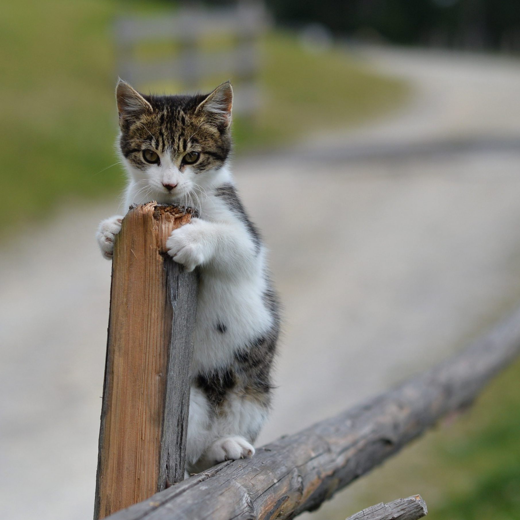 Mehr Katzen als Hunde bei Wiener Fundservice für Haustiere gemeldet.