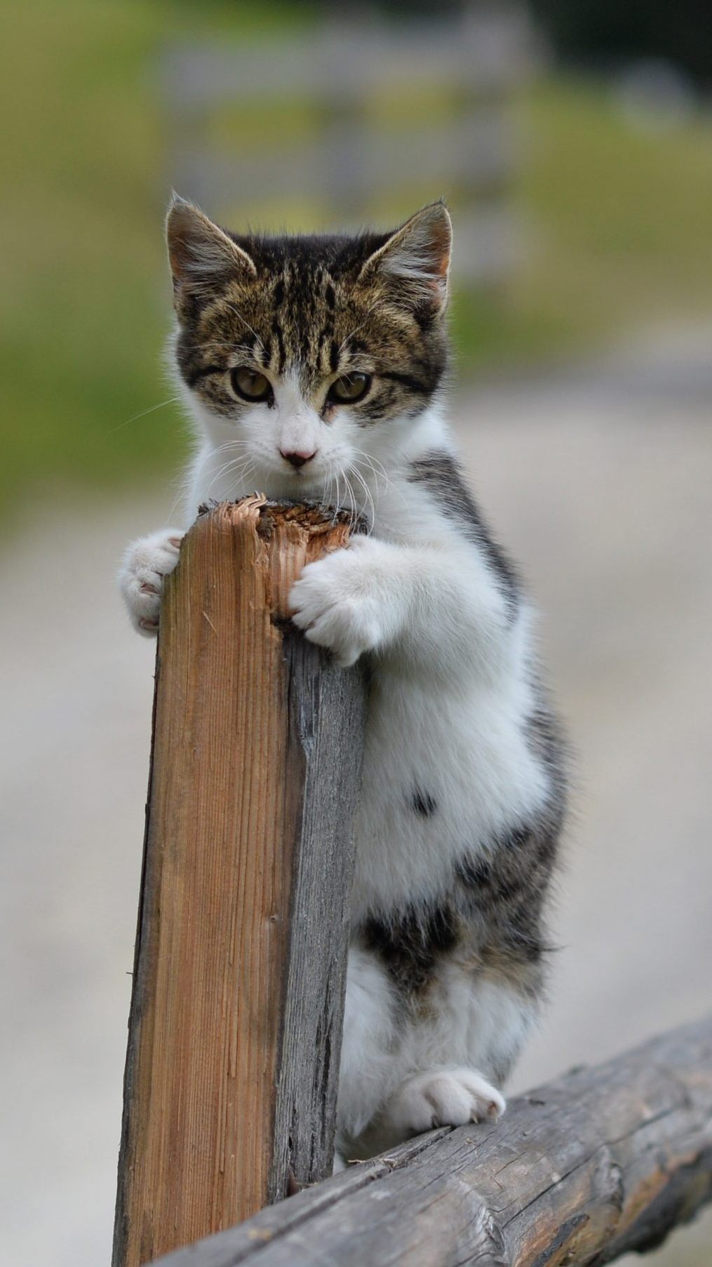Mehr Katzen als Hunde bei Wiener Fundservice für Haustiere gemeldet.